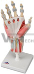 Hand Skeleton Model with Ligaments and muscles